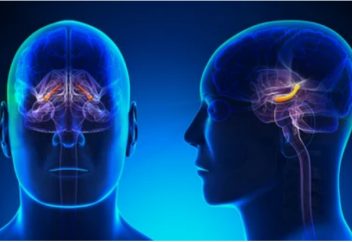 «Уақыт жасушасы» табылды