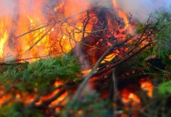 Елімізде орман азайып барады