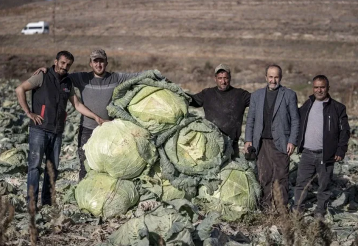 Кочаны капусты весом более 50 кг вырастили турецкие фермеры в долине Пасинлер (фото)