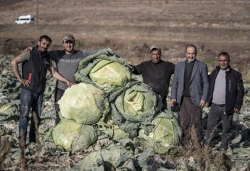 Кочаны капусты весом более 50 кг вырастили турецкие фермеры в долине Пасинлер (фото)