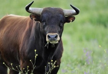 Құрбанға сиырды шаларда жетеудің бірі ретінде мархұмды қосуға болмайды дейтіндер бар. Қаншалықты дұрыс?