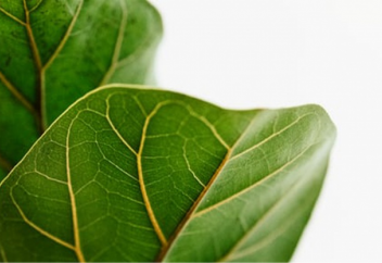 Пайғамбар жақсы көрген түстің өзге түстерден қандай артықшылығы бары анықталды