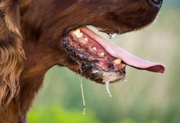 Құтыру – қатерлі дерт!