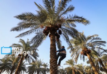 Құрма өндіруден және экспорттаудан қай ел бірінші орыннан көрінді