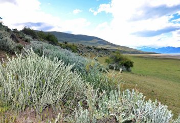 Қазақ ғалымы вирусқа қарсы тұнба әзірледі