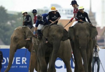 Жануарлар әлемі: Құтқарушылар құдықтан сусиырды алып шықты (ВИДЕО)