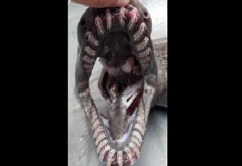 Тұрқы бөлек теңіз жыртқышы таспаға тартылып қалды (видео)