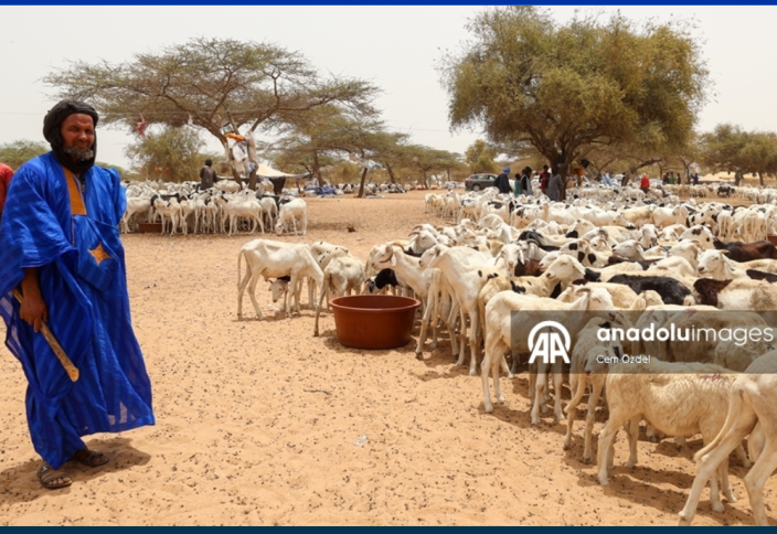 В преддверии праздника Курбан -байрам в Сенегале можно увидеть необычные картины