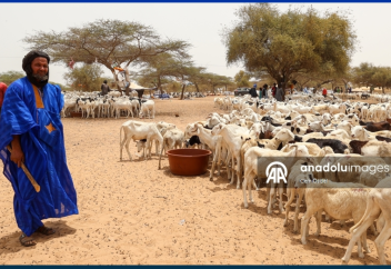 В преддверии праздника Курбан -байрам в Сенегале можно увидеть необычные картины