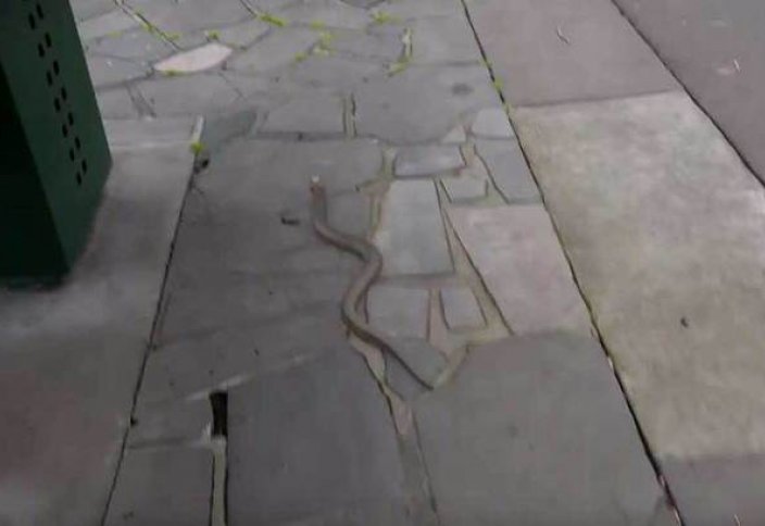 Жануарлар әлемі: Қаршыға тірі жыланды демалып жатқан адамдардың үстіне тастай салды (видео)