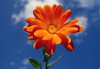 Қарапайымдылық жайлы қарапайым өлең