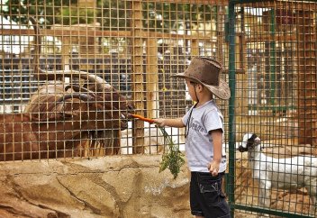 В Абу-Даби применяют ЭКО для увеличения популяции диких животных