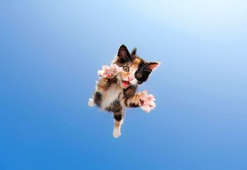 Названа смертельная для домашних животных ошибка хозяев