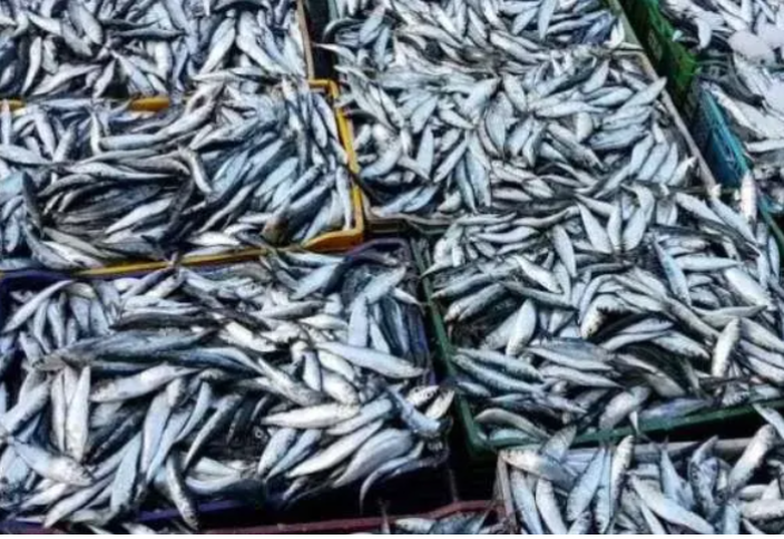 Превентивные меры стабилизируют цены на сардин в Марокко перед Рамаданом