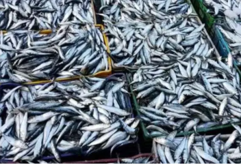 Превентивные меры стабилизируют цены на сардин в Марокко перед Рамаданом