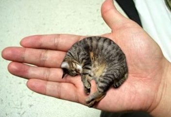 Жануарлар әлемі:  Әлемдегі ең кішкентай мысық адам алақанында! (видео)