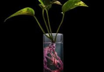 Өсімдіктің ауаны тазарту қабілеті микробтардың көмегімен 30 есе арттырылды