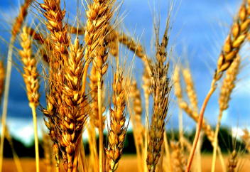 Қазақ ғалымы бір мәрте егіліп, 5-6 жыл бойы өнім беретін бидайды нарыққа шығармақ