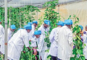 Засуха подталкивает нигерийских фермеров к революции безпочвенного земледелия