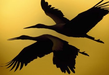 Жаралы тырна