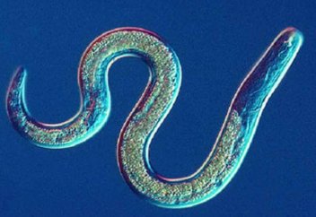 Ғалымдар обырды иісінен ажырататын құрт өсірмек