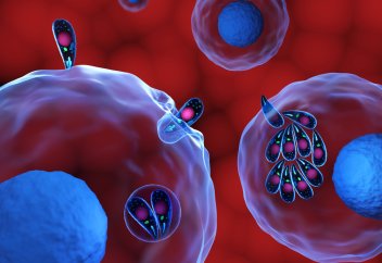 Қауіпті паразиттің миға жету үшін жасушаларды қалай пайдаланатынын көргіңіз келе ме