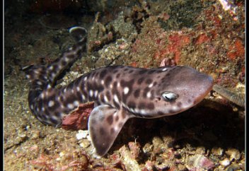 Акуланың жүргені алғаш рет таспаға тартылып қалды (видео)