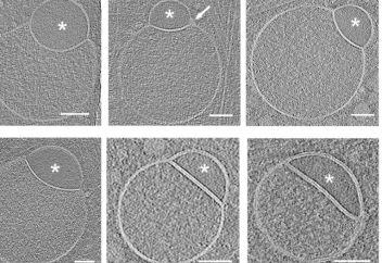 Порно адам құлдықта