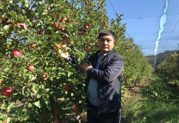 Золотые яблоки: как в Казахстане зарабатывают на главном фрукте страны