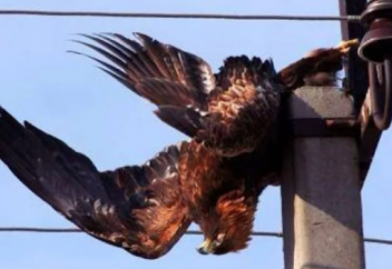 Жыл сайын елімізде 50 мың жыртқыш құс опат болады. Бір ғана себептен...