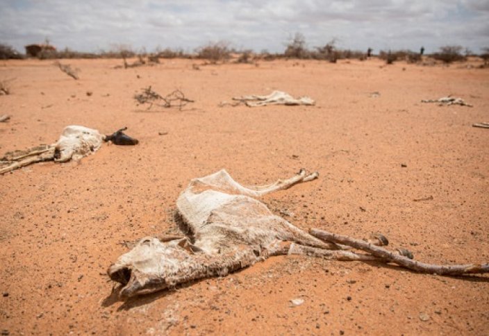 Сомали испытывает феноменальный голод