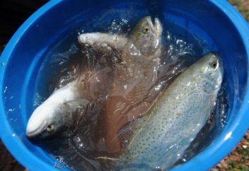 Казахстан экспортирует рыбной продукции на $80 млн