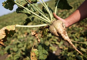 Nature (Великобритания): Россия включается в глобальную гонку в области генного редактирования