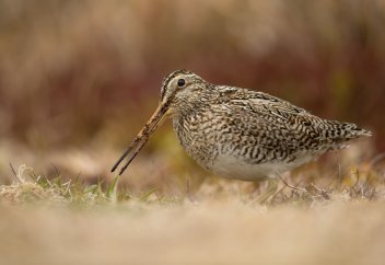 Бәрінен биік ұшатын жыл құсы