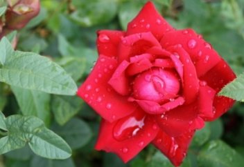 Гүлге жазылған хадистер...