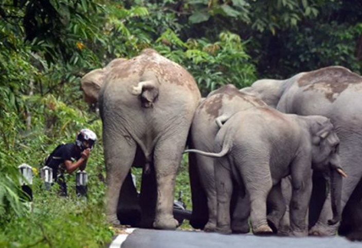 Жануарлар әлемі: Тайландта бір топ піл мотоциклшіге шабуылдады (видео)