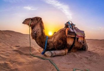 Удивительный хадис про покаяние | Ислам Sound