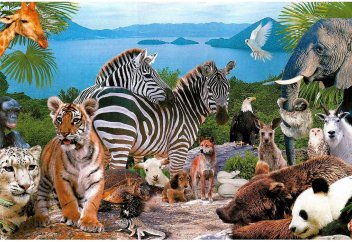 Жануарлар әлемі: Маймылдар алалауға қандай реакция танытты? (видео)