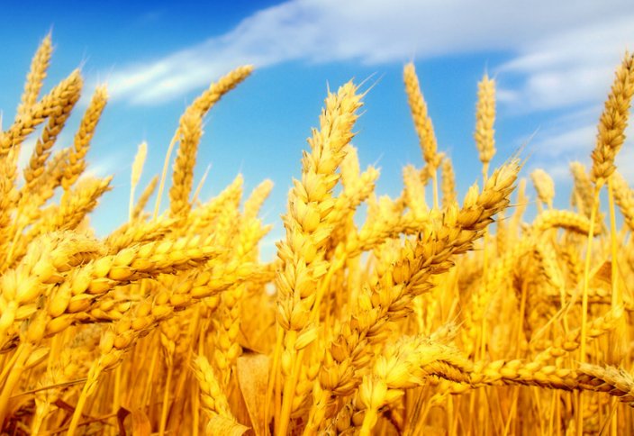 Назарбаев: «Будем молиться, чтобы погода была»