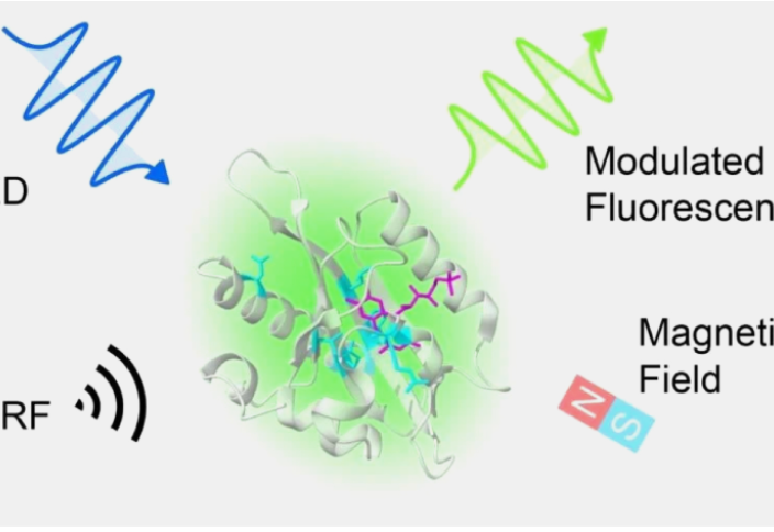 Ғалымдар ақуыз ішінде кванттық процестерді басқарудың жолын тапты