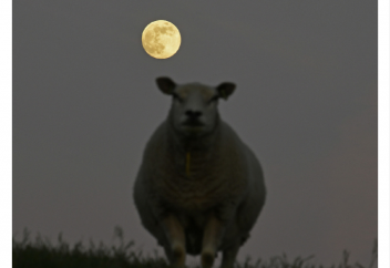 Разные: Цветочное суперлуние: фото