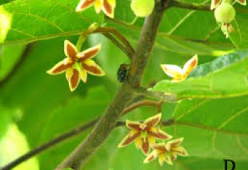 На юго-западе Китая обнаружены редкие вымирающие цветочные деревья