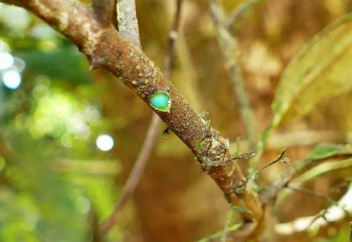 Деревья, в которых вместо сока течёт металл. Ученые нашли деревья, которые «питаются» камнями