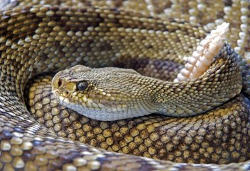 Сылдырмақты жыланның уынан ауруды басатын дәрі жасалды