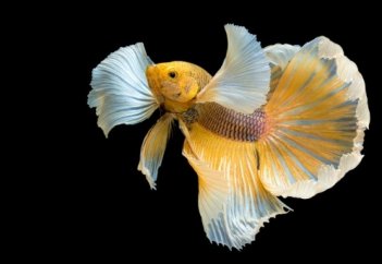 Пьют ли рыбы воду?