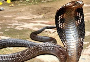 Жылан баққан жігіт (видео)