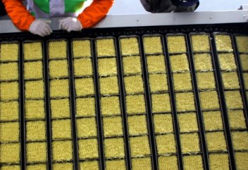 Тез пісетін кеспенің бір түрі Қазақстанда шыға бастады (фото)