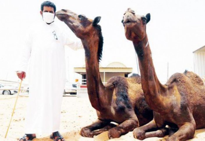 Ради спасения жизней людей поставили запрет на принесение в жертву верблюдов
