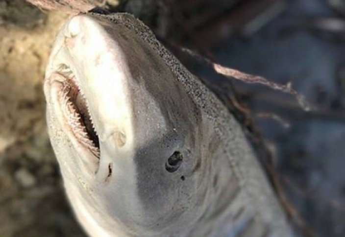 Разгадана тайна акул со съеденным мозгом, появившихся у берегов США