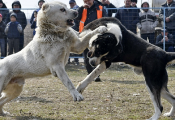 Енді жануарды азаптағандар түрмеге қамалып, 3 млн теңге айыппұл төлейді